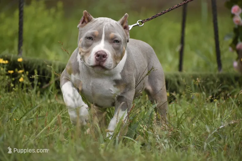 ECHO – American Bully puppy for sale in New Edinburg, AR