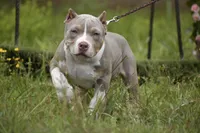 ECHO, a female American Bully for sale in New Edinburg, AR – 1 of 1