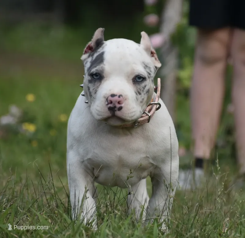 Daphne – American Bully puppy for sale in New Edinburg, AR