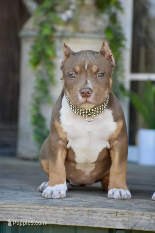 Esme  – American Bully puppy for sale in New Edinburg, AR