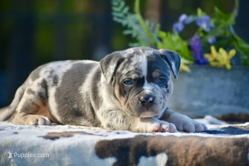 LOKI – American Bully puppy for sale in New Edinburg, AR