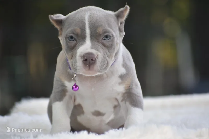 ECHO – American Bully puppy for sale in New Edinburg, AR