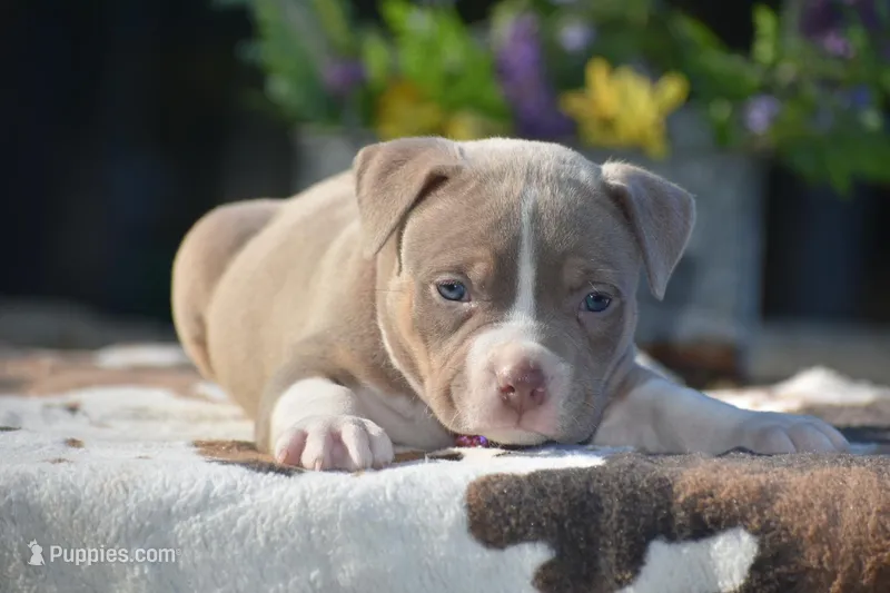 ECHO – American Bully puppy for sale in New Edinburg, AR