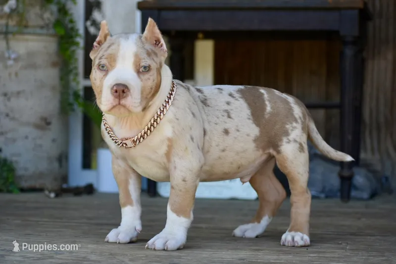 Cupid – American Bully puppy for sale in New Edinburg, AR