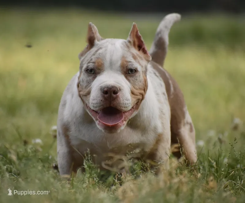 Cupid – American Bully puppy for sale in New Edinburg, AR