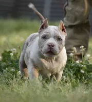 Arrow, a female American Bully for sale in New Edinburg, AR – 3 of 4