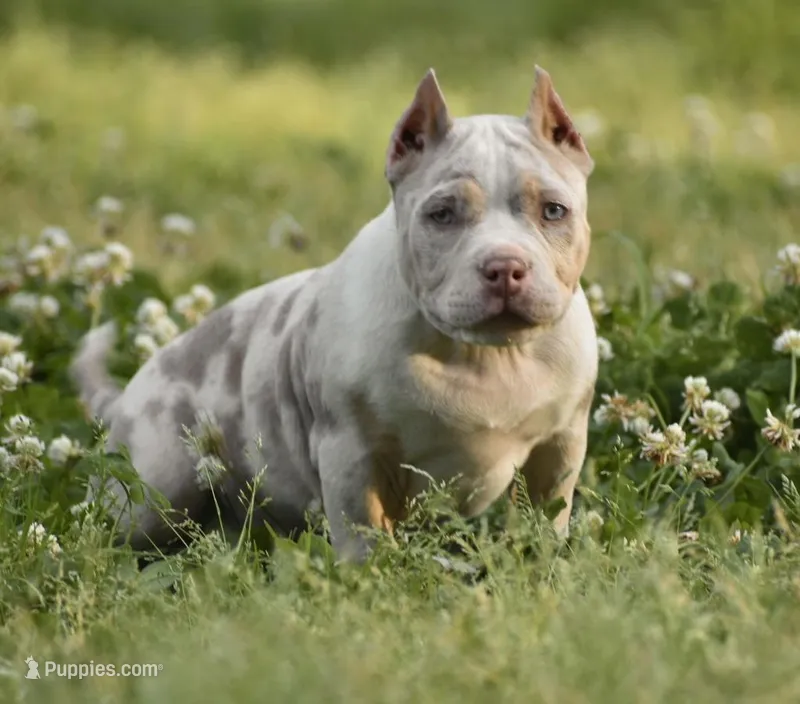 Arrow – American Bully puppy for sale in New Edinburg, AR