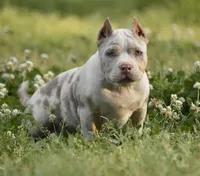 Arrow, a female American Bully for sale in New Edinburg, AR – 1 of 4