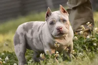 Arrow, a female American Bully for sale in New Edinburg, AR – 4 of 4