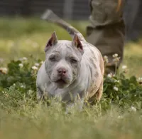 Arrow, a female American Bully for sale in New Edinburg, AR – 2 of 4