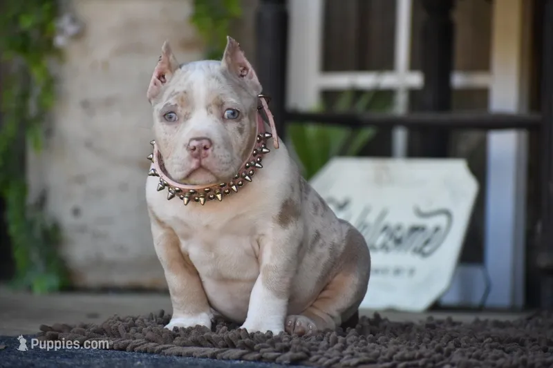 Arrow – American Bully puppy for sale in New Edinburg, AR