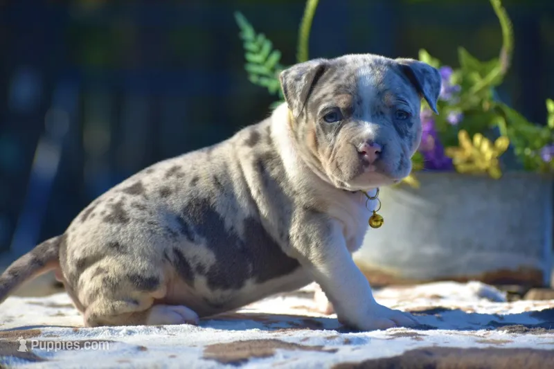 Cyrus , a male American Bully for sale in New Edinburg, AR – Photo 1 of 1