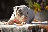 Daphne, a female American Bully for sale in New Edinburg, AR – Photo 2 of 2