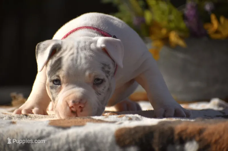Daphne – American Bully puppy for sale in New Edinburg, AR