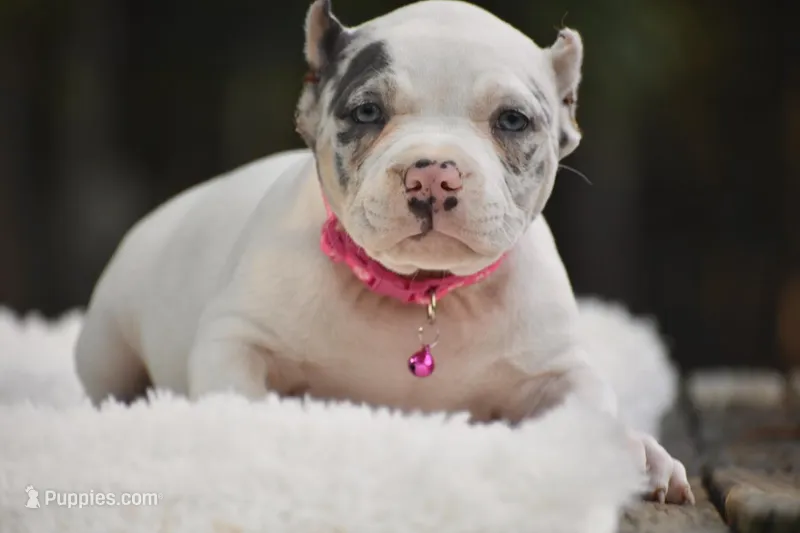 Daphne – American Bully puppy for sale in New Edinburg, AR