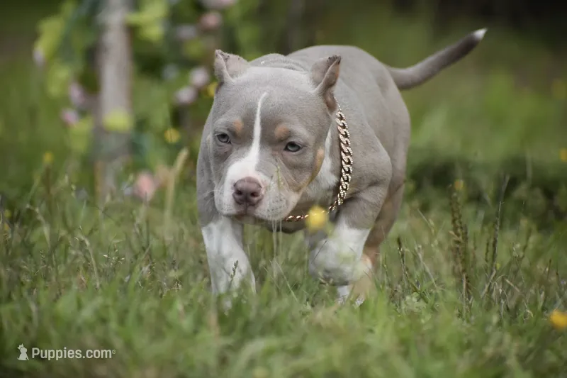 ECHO – American Bully puppy for sale in New Edinburg, AR