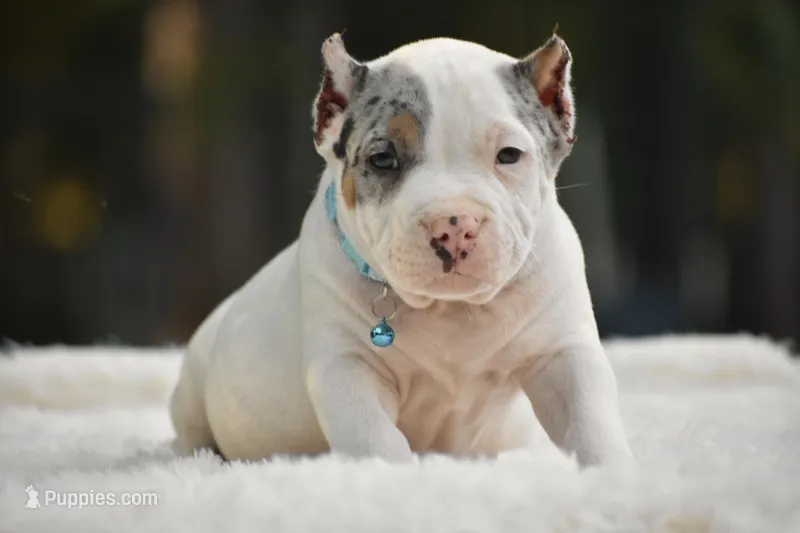 ZEUS – American Bully puppy for sale in New Edinburg, AR