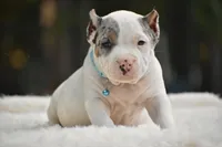 ZEUS, a male American Bully for sale in New Edinburg, AR – 2 of 2
