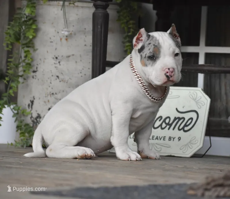 ZEUS – American Bully puppy for sale in New Edinburg, AR