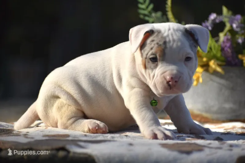 ZEUS – American Bully puppy for sale in New Edinburg, AR