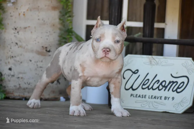 Juliet – American Bully puppy for sale in New Edinburg, AR