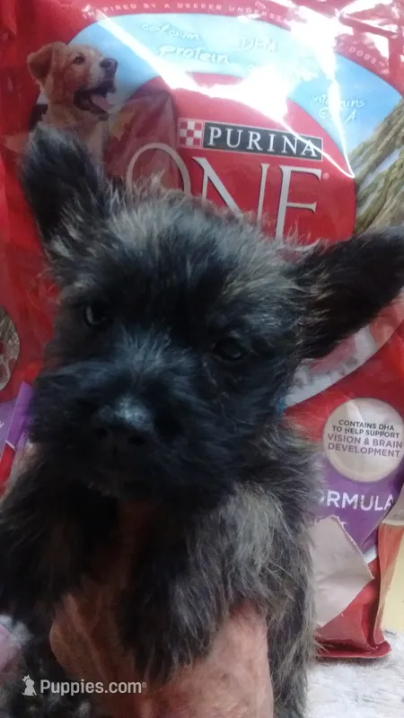 MIA  -AKC – Cairn Terrier puppy for sale in Mansfield, MO