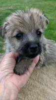 mazie-   AKC , a female Cairn Terrier for sale in Mansfield, MO – 2 of 3