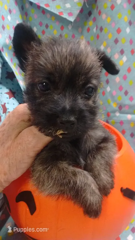 TYKE-  AKC ,,,   – Cairn Terrier puppy for sale in Mansfield, MO