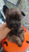TYKE-  AKC ,,,  , a male Cairn Terrier for sale in Mansfield, MO – 1 of 1