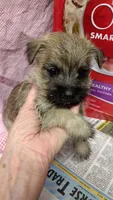 mazie-   AKC , a female Cairn Terrier for sale in Mansfield, MO – 3 of 3