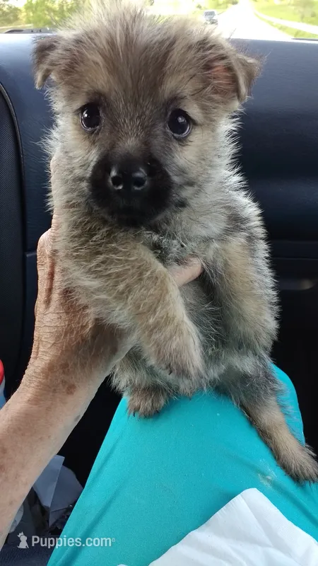 mazie-   AKC  – Cairn Terrier puppy for sale in Mansfield, MO