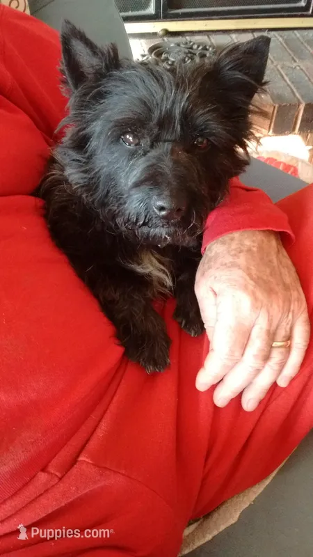 DAISY -AKC – Cairn Terrier puppy for sale in Mansfield, MO