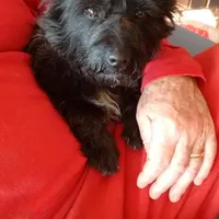 DAISY -AKC, a female Cairn Terrier for sale in Mansfield, MO – Photo 1 of 2