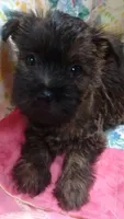 MIA  -AKC, a female Cairn Terrier for sale in Mansfield, MO – 3 of 3
