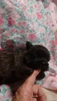 POPPY-AKC, a female Cairn Terrier for sale in Mansfield, MO – 3 of 3