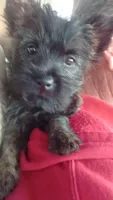 MIA  -AKC, a female Cairn Terrier for sale in Mansfield, MO – 2 of 3