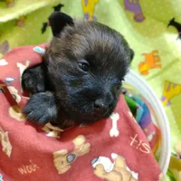 POPPY-AKC, a  Cairn Terrier for sale in Mansfield, MO – 1 of 1