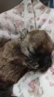 TYKE  AKC ,,,  , a male Cairn Terrier for sale in Mansfield, MO – 2 of 2
