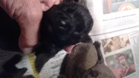POPPY-AKC, a female Cairn Terrier for sale in Mansfield, MO – 2 of 3