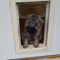 BONNIE-   AKC , a  Cairn Terrier for sale in Mansfield, MO – 1 of 1