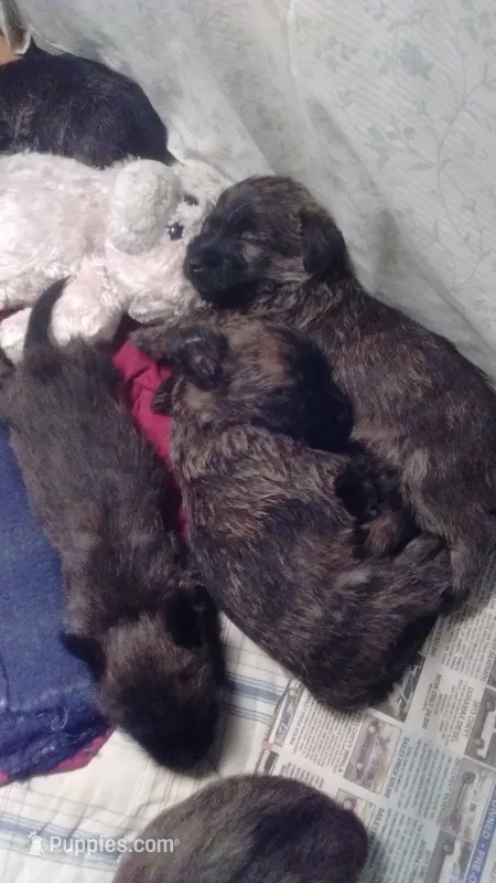 POPPY-AKC – Cairn Terrier puppy for sale in Mansfield, MO