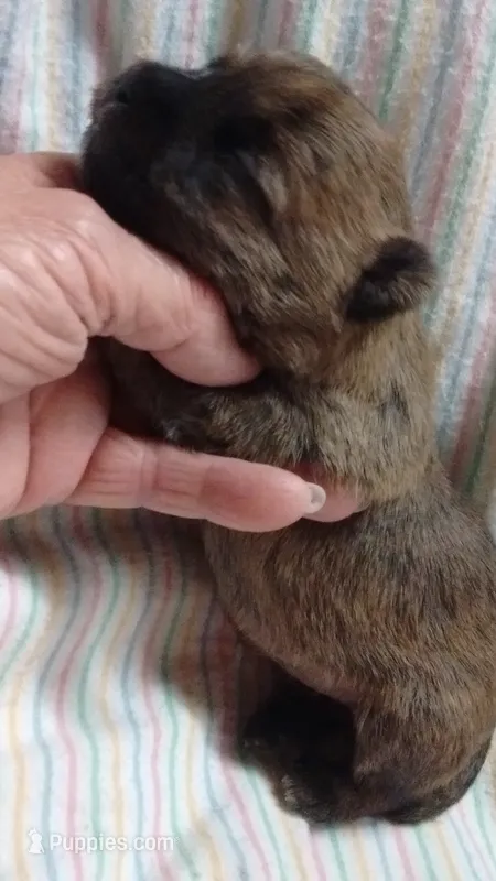 TYKE  AKC ,,,   – Cairn Terrier puppy for sale in Mansfield, MO