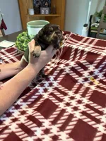 Cali, a female Miniature Schnauzer for sale in Paris, MO – 5 of 5