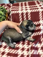 Jr, a male Miniature Schnauzer for sale in Paris, MO – 4 of 7