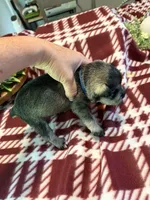 Jr, a male Miniature Schnauzer for sale in Paris, MO – 6 of 7