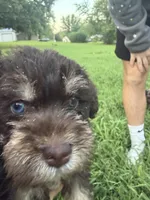 Cali, a female Miniature Schnauzer for sale in Paris, MO – 2 of 5