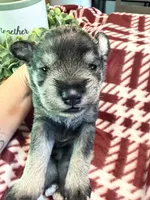 Jr, a male Miniature Schnauzer for sale in Paris, MO – 3 of 7
