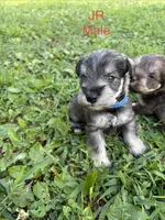 Jr, a male Miniature Schnauzer for sale in Paris, MO – 2 of 7