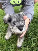 Jr, a male Miniature Schnauzer for sale in Paris, MO – 1 of 7