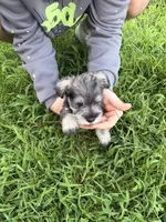 Jr, a male Miniature Schnauzer for sale in Paris, MO – 7 of 7
